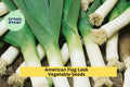 3pcs American Flag Leek Seeds – Mild Onion Flavor, Tall White Stalks, Heirloom Allium ampeloprasum for Soups & Salads