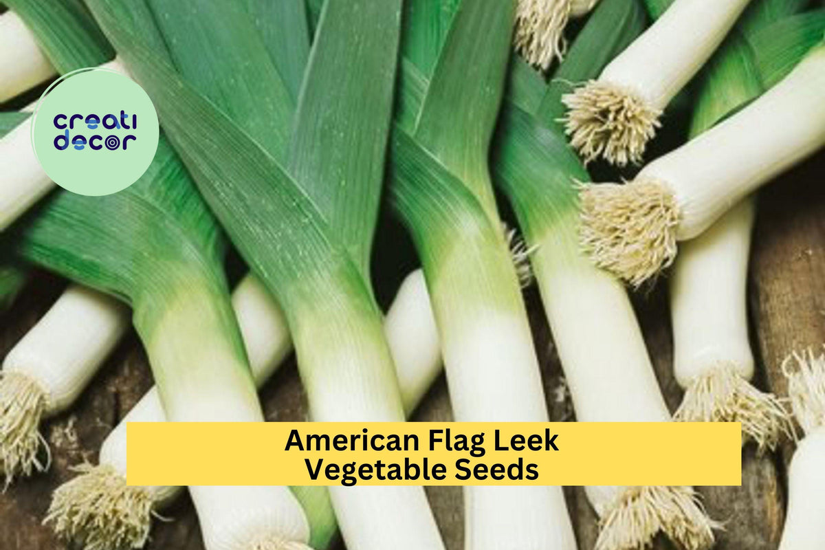 3pcs American Flag Leek Seeds – Mild Onion Flavor, Tall White Stalks, Heirloom Allium ampeloprasum for Soups & Salads