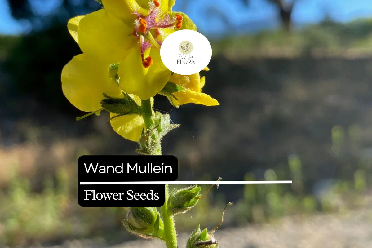 Wand Mullein Seeds 25 Pack | Tall Biennial with Bright Yellow Flower Spikes | Pollinator-Friendly Verbascum virgatum