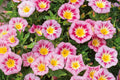 Rose Ensign Dwarf Morning Glory Seeds | Pink/Red Blooms | Compact 8” Tall | Pollinator-Friendly | Convolvulus tricolor