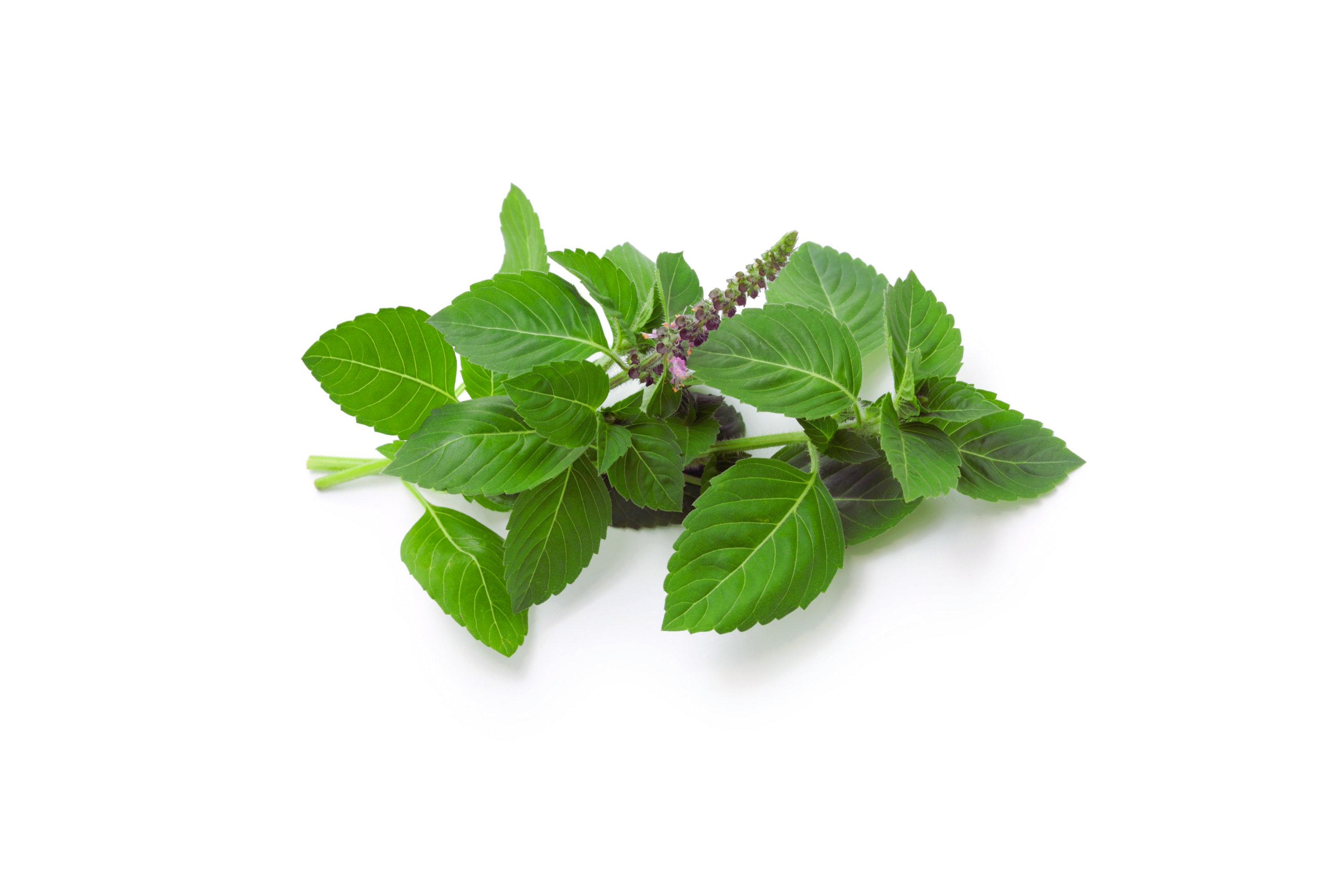Anise Basil Seeds - 500+ Non-GMO Heirloom Herb Seeds for Garden, Culinary, and Pollinator Attractant (Ocimum basilicum var. anisatum)