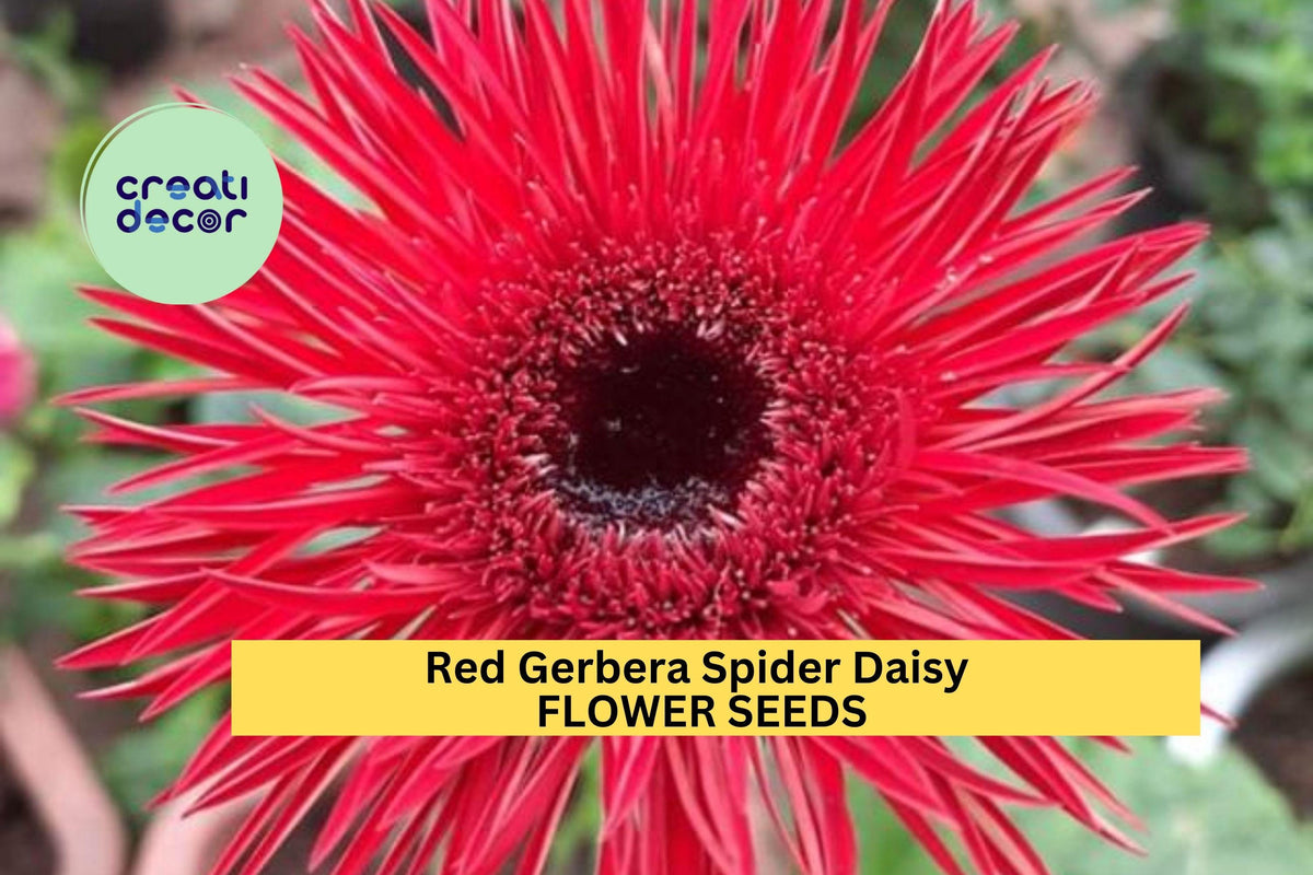 Red Gerbera Spider Daisy Seeds – 50+ Gerbera jamesonii Bright Red Spiky Petal Flowers for Garden Beds & Pots