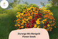 Durango Mix Marigold Seeds | Tagetes patula | Vibrant Orange, Yellow & Red Blooms for Garden & Pots
