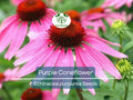 Purple Coneflower Seeds, Echinacea purpurea, Pollinator-Friendly, Hardy Perennial, Drought-Tolerant, Cut Flower, Non-GMO, 200 Seeds