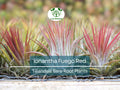 5 Ionantha Fuego Red Air Plants – Exotic Tillandsia Bare Root, Low Maintenance Indoor Houseplants, Vibrant Red-Orange Color