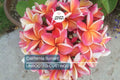 Plumeria Cutting JJ California Sunset – Fragrant Orange Blooms, Early & Long-Season Flowering, Semi-Compact Growth, Plumeria rubra
