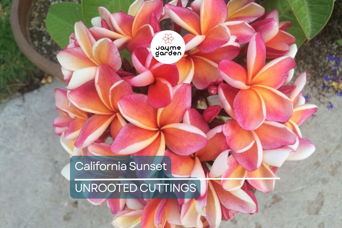 Plumeria Cutting JJ California Sunset – Fragrant Orange Blooms, Early & Long-Season Flowering, Semi-Compact Growth, Plumeria rubra
