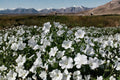Dwarf White Rose Mallow Seeds | Hardy Hibiscus Perennial | Large White Flowers | Pollinator-Friendly Plant