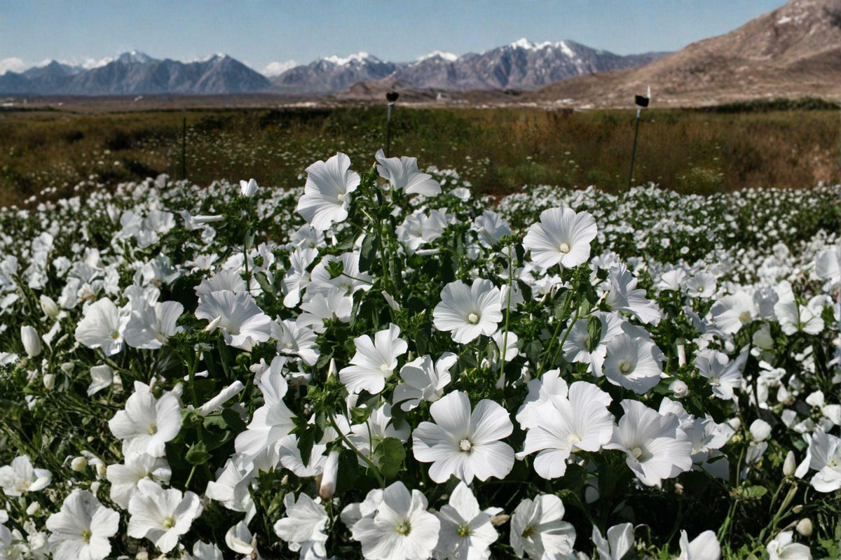 Dwarf White Rose Mallow Seeds | Hardy Hibiscus Perennial | Large White Flowers | Pollinator-Friendly Plant
