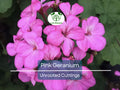 Unrooted Geranium Cuttings – Hardy Pink Flower Propagation Set for Garden Borders, Containers & Pollinator Gardens