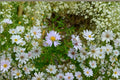 100 Willow Aster Seeds – Symphyotrichum praealtum Native Pollinator Wildflower for Bees & Butterflies