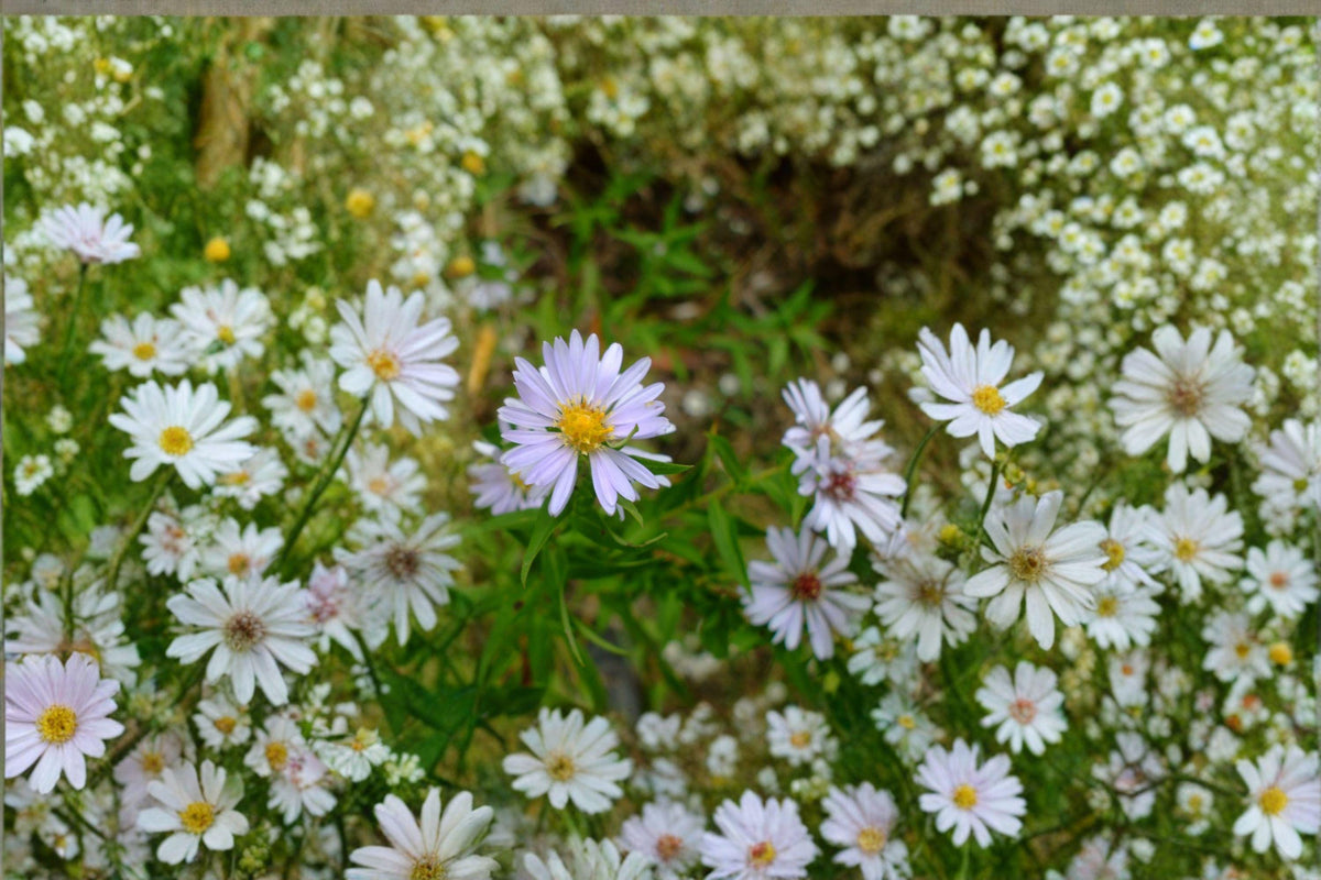 100 Willow Aster Seeds – Symphyotrichum praealtum Native Pollinator Wildflower for Bees & Butterflies