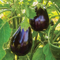 Black Beauty Eggplant Live Plants – 2 Plants, Heirloom Large Purple Solanum melongena, 5–10 Inches Tall