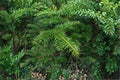 European Silver Fir Seeds – Abies alba, Evergreen Conifer for Reforestation & Ornamentation