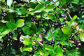 Grumichama Tree Starter Plant - Eugenia brasiliensis, Tropical Fruit Tree with Sweet-Tart Cherry-Like Fruit, Container or Garden Cultivation