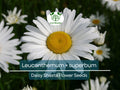 100 Seeds Shasta Daisy (Leucanthemum × superbum) - White Perennial Flower for Garden, Landscaping, Pollinator-Friendly