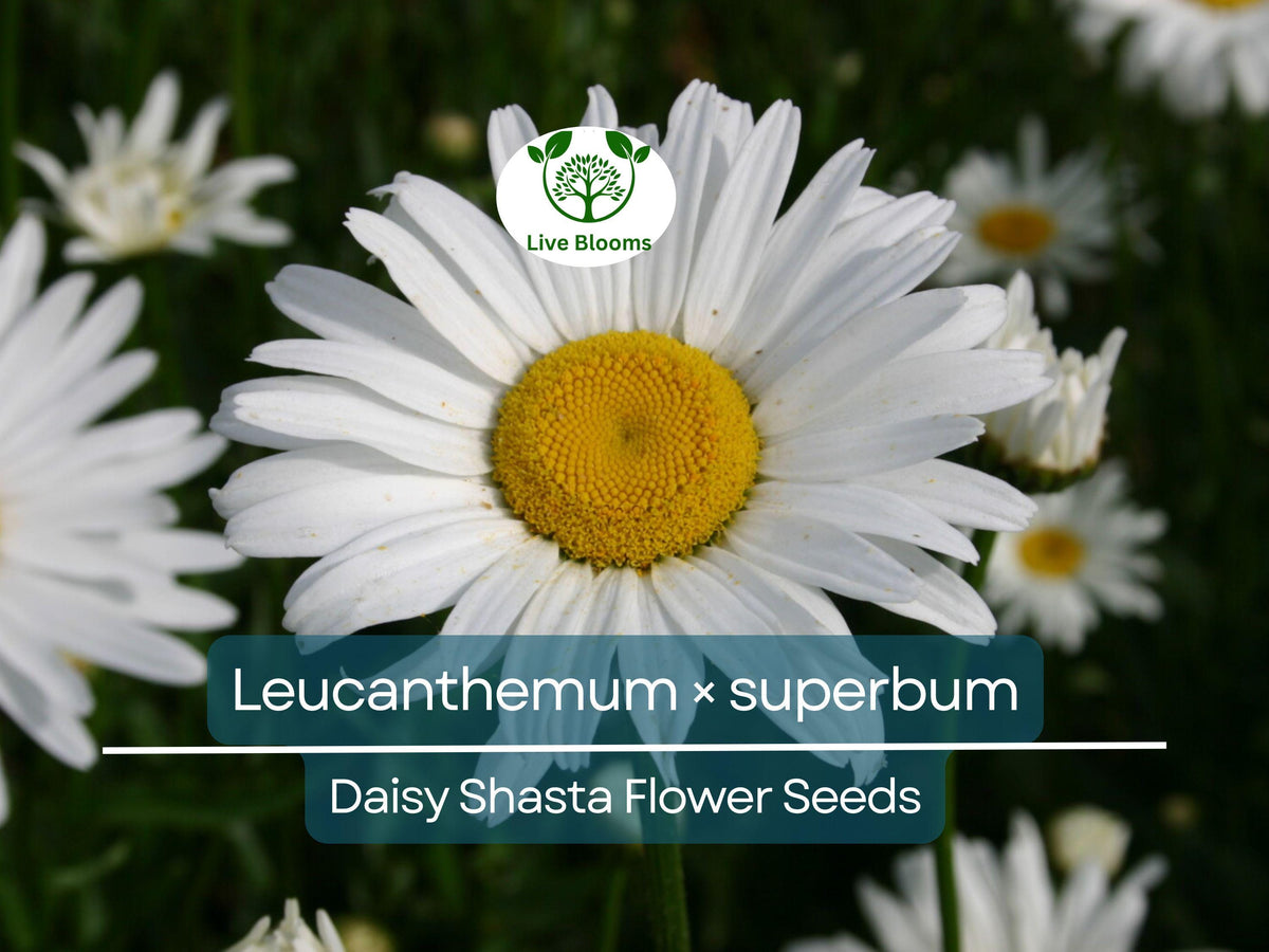 100 Seeds Shasta Daisy (Leucanthemum × superbum) - White Perennial Flower for Garden, Landscaping, Pollinator-Friendly