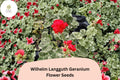 Wilhelm Langguth Geranium Seeds | Variegated Leaf Zonal Pelargonium × hortorum | Red Flowers, Full Sun, Garden Flower Pack