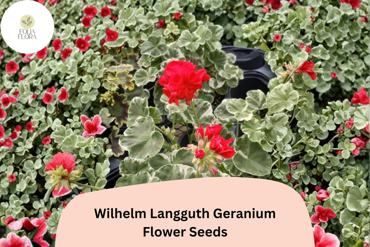 Wilhelm Langguth Geranium Seeds | Variegated Leaf Zonal Pelargonium × hortorum | Red Flowers, Full Sun, Garden Flower Pack