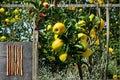 Apple Scions Mix - 9 Grafted Varieties including Gala, Yellow Delicious & Chenango Strawberry - Malus domestica