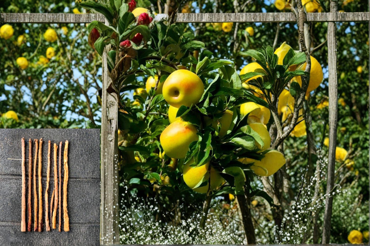 Apple Scions Mix - 9 Grafted Varieties including Gala, Yellow Delicious & Chenango Strawberry - Malus domestica