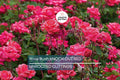 Knock Out Red Rose Bush Cuttings - 6" Unrooted Live Plant, Flowering Shrub, Rosa 'Radrazz', Fast-Growing, Outdoor Garden Plant for USDA Zones 5-9
