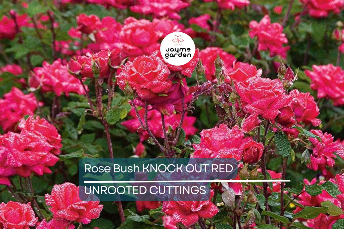 Knock Out Red Rose Bush Cuttings - 6" Unrooted Live Plant, Flowering Shrub, Rosa 'Radrazz', Fast-Growing, Outdoor Garden Plant for USDA Zones 5-9