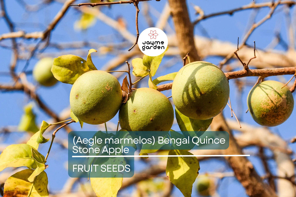 10 Bael Fruit Tree Seeds Aegle marmelos Sacred Hindu Plant Edible Fruit Tropical Tree