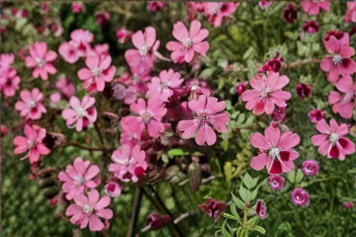 Nodding Catchfly Seeds, Pink Annual Flower, Silene pendula, Cottage Garden Plant, Easy to Grow, Pollinator-Friendly, 100 Seeds