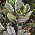 Variegated Jade Plant Succulent 2.5 Inch Pot Crassula ovata Indoor Live Plant Easy Care