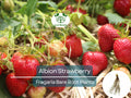 25 Albion Strawberry Bare Root Plants – Day Neutral, Large Juicy Fruit, Fragaria × ananassa, Non-GMO, High Yield, Garden & Container