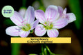 Spring Beauty Seeds – Claytonia virginica – 75 Seeds – Native Woodland Wildflower for Shade Gardens & Early Spring Blooms
