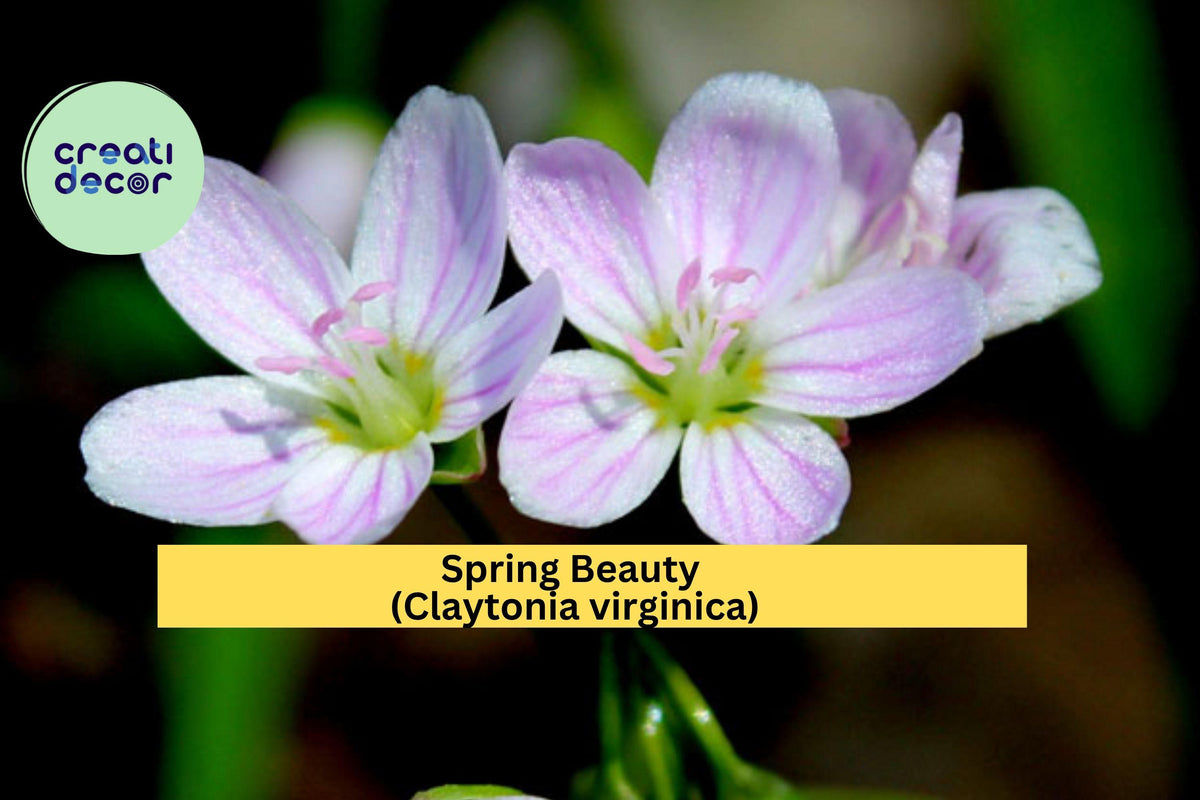 Spring Beauty Seeds – Claytonia virginica – 75 Seeds – Native Woodland Wildflower for Shade Gardens & Early Spring Blooms
