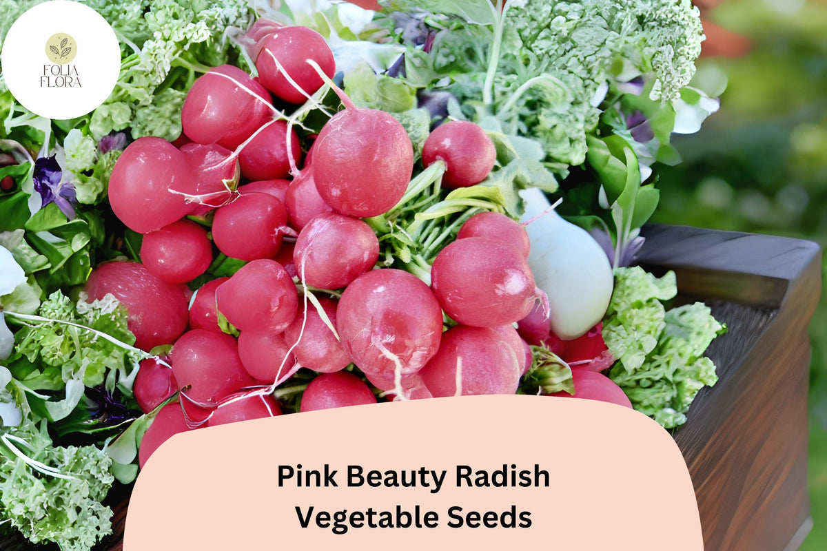 Pink Beauty Radish Seeds – Heirloom Round Pink Radish for Garden Planting, Raphanus sativus, Fast-Growing Cool-Season Crop