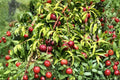 Wild Plum Cuttings - 12 Unrooted Hardwood Prunus americana Native Tree Shrubs
