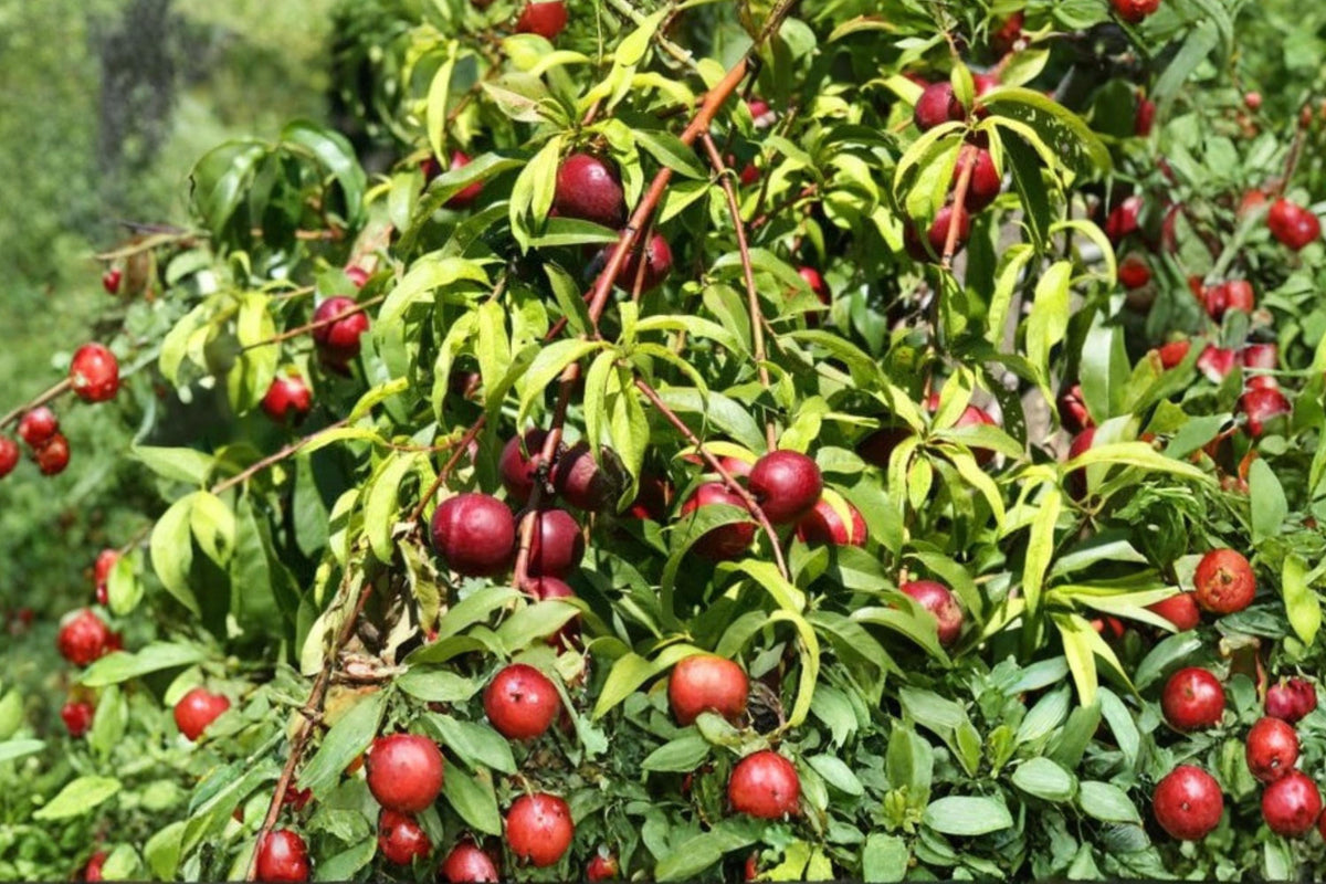 Wild Plum Cuttings - 12 Unrooted Hardwood Prunus americana Native Tree Shrubs