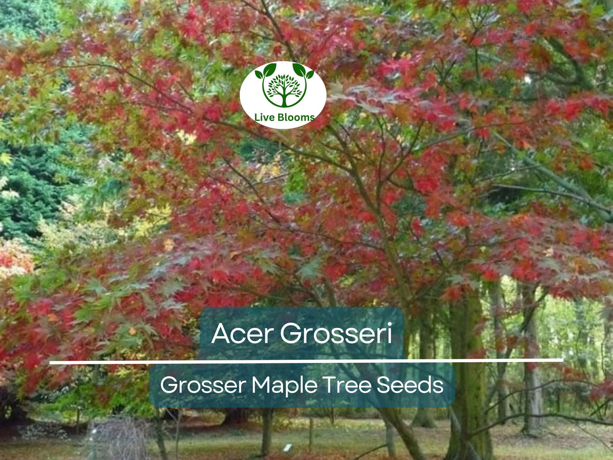 Acer Grosseri Seeds - Rare Hardy Maple for Bonsai, Garden & Landscaping, Exotic Tree, 10 Seeds