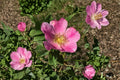 Pasture Rose Seeds – Rosa carolina, Native Pink Flowering Shrub, Wild Rose Seeds for Garden, Pollinator & Wildlife Friendly, 10 Seeds