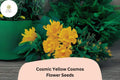 200+ Cosmic Yellow Cosmos Seeds | Cosmos sulphureus ‘Cosmic Yellow’ Bright Yellow Annual Flower for Garden Beds & Borders