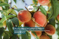 Prunus Persica California Peach Cuttings – Live Organic Edible Fruit Tree, Fast-Growing, USDA Zones 5-9