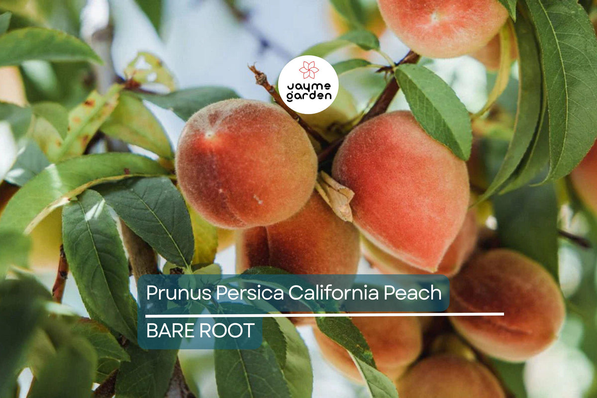 Prunus Persica California Peach Cuttings – Live Organic Edible Fruit Tree, Fast-Growing, USDA Zones 5-9