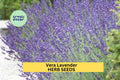 3pcs Vera Lavender Seeds – Fragrant Herb for Garden Borders, Pollinator Gardens, Aromatic Landscaping – Lavandula angustifolia