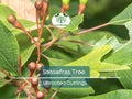 10 Sassafras albidum Unrooted Cuttings – Edible Leaves, Wildlife Attractant, Ornamental Garden Plant