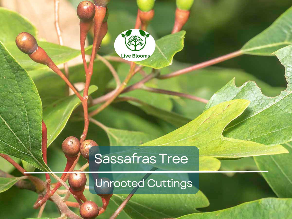10 Sassafras albidum Unrooted Cuttings – Edible Leaves, Wildlife Attractant, Ornamental Garden Plant