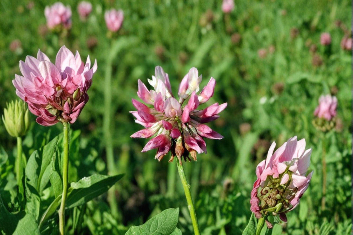 Alsike Clover Seeds, Trifolium hybridum, Pollinator & Cover Crop, Nitrogen Fixer, Perennial Legume, 100 Seeds