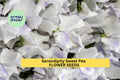 50+ Serendipity Sweet Pea Seeds – Lavender & Pink Fragrant Blooms for Garden Planting, Climbing Vines for Trellises – USA