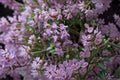 Creeping Thyme Seeds – Thymus serpyllum Groundcover Herb for Pollinator Gardens & Lawn Alternatives, Drought Tolerant, Low-Growing Plant