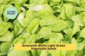 3 Pack Edible Amaranth Seeds White Light Green | Amaranthus tricolor Leafy Greens for Garden Beds & Containers