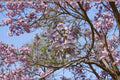 Empress Tree Seeds – Paulownia tomentosa – Fast Growing Ornamental Shade Tree – 100 Seeds
