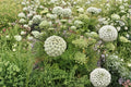 100 Bishops Flower Seeds – Ammi majus – False Queen Annes Lace – Cut Flower, Cottage Garden, Annual Pollinator Plant